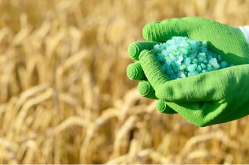 A gloved hand holding green granular fertilizer above a ripening wheat field