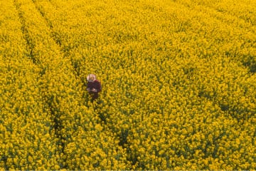 Aerial view of a harvester cutting tracks through a flowering oilseed rape field